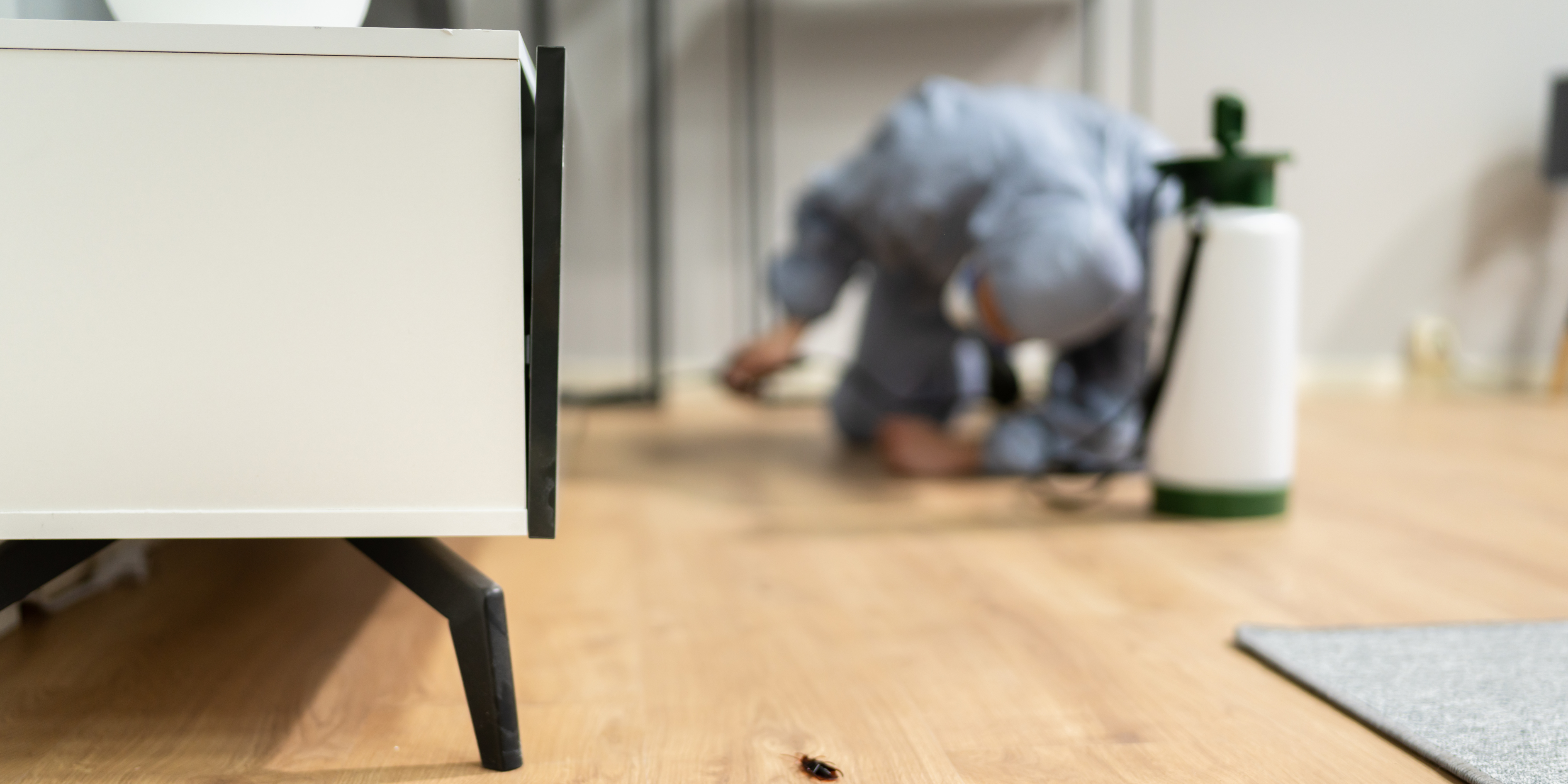 Cách diệt mối sàn gỗ hiệu quả - Nhận biết, xử lý và phòng ngừa